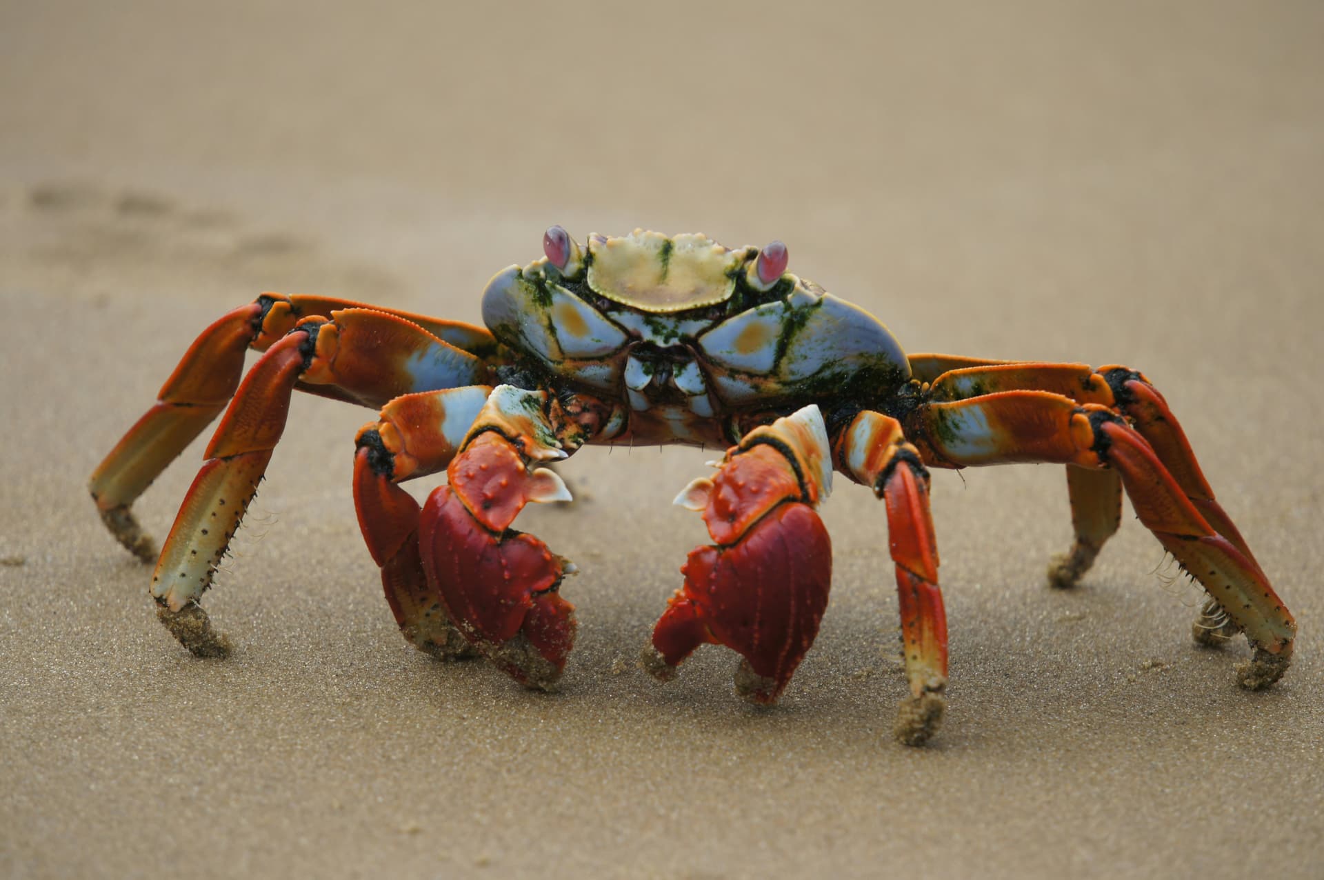A crab walking on sand symbolizing OpenClaw AI agents